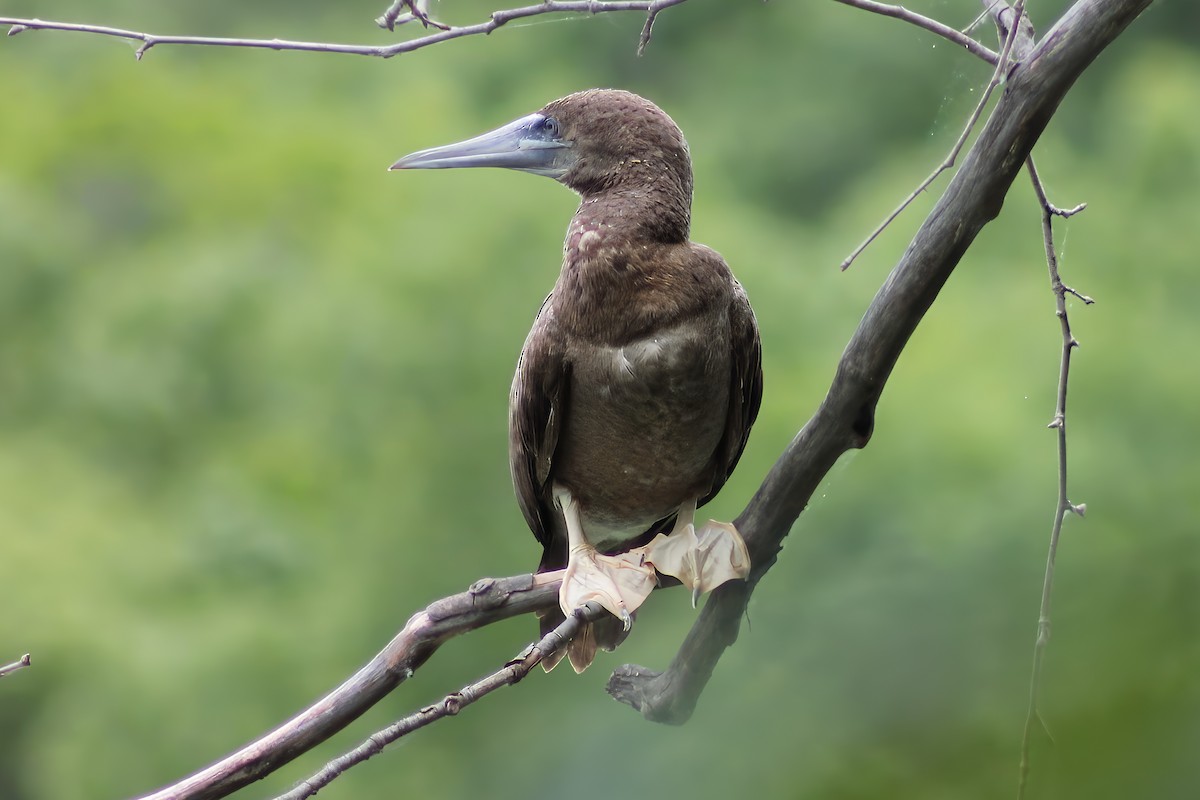 Brown Booby - ML620273620