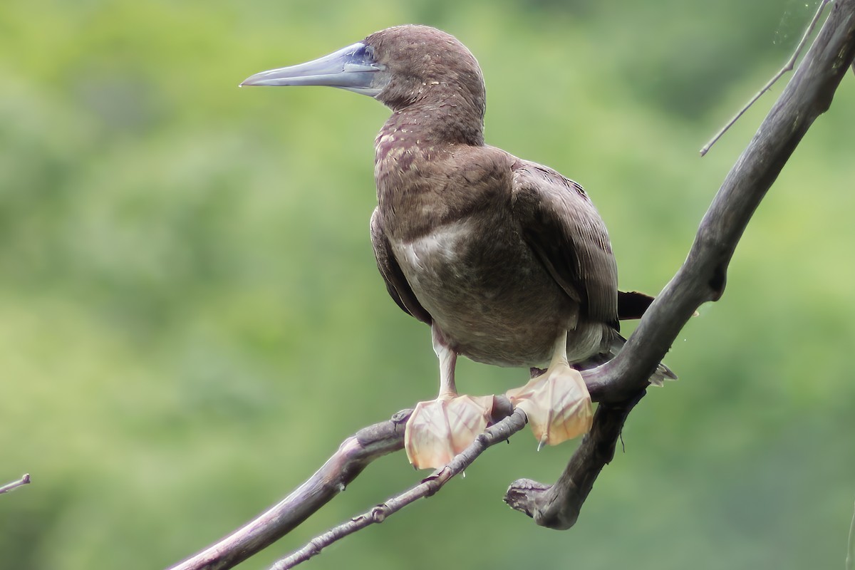 Brown Booby - ML620273621