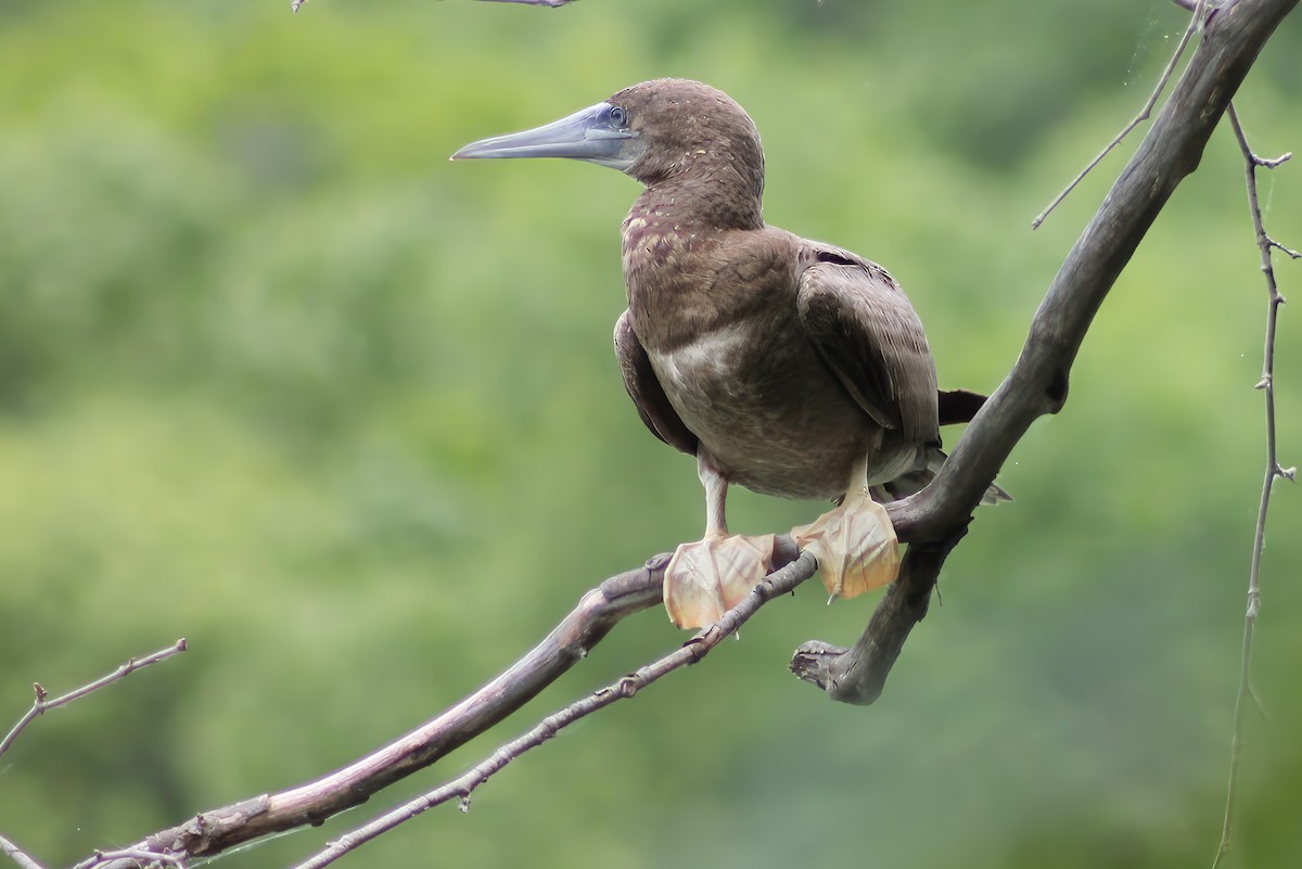 Brown Booby - ML620273622