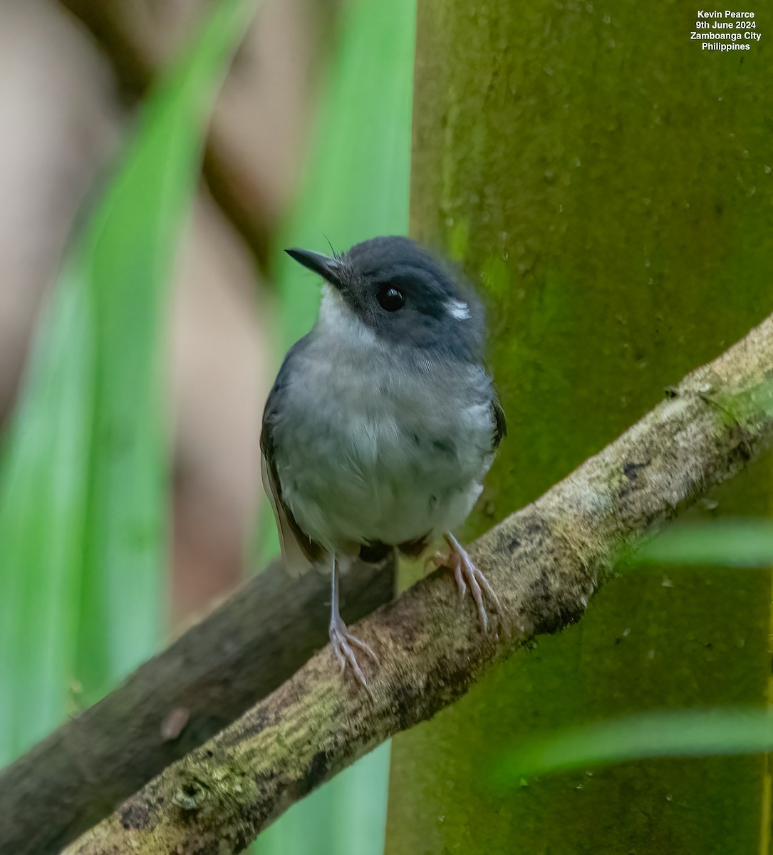 Little Slaty Flycatcher - ML620273634