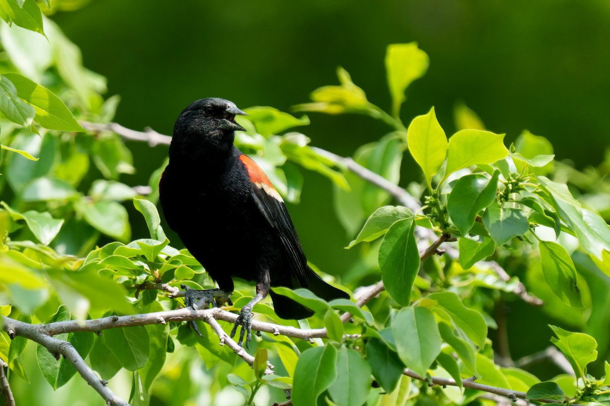 Red-winged Blackbird - ML620273648