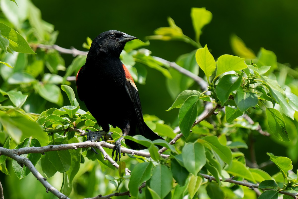 Red-winged Blackbird - Carl Bespolka