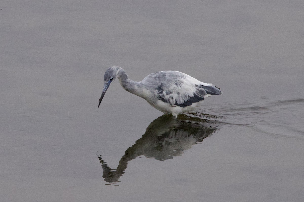 Little Blue Heron - ML620273659