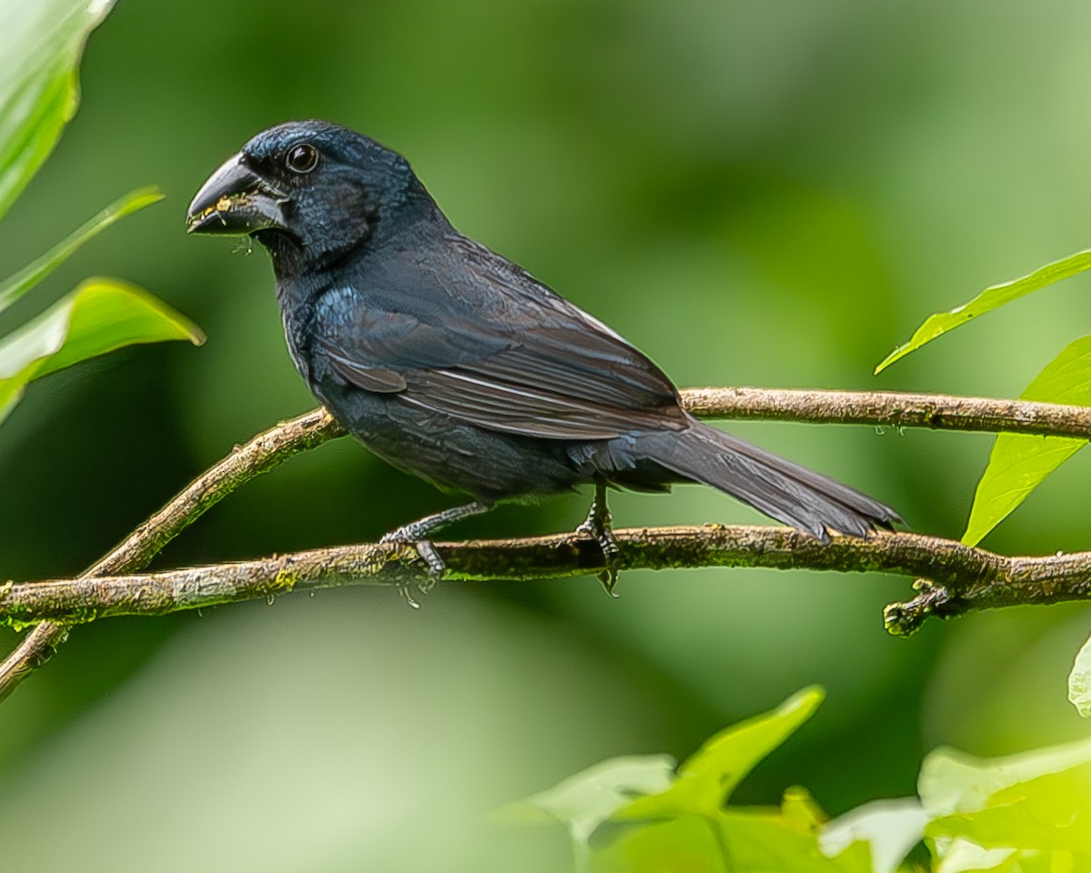 Blue-black Grosbeak - ML620273661