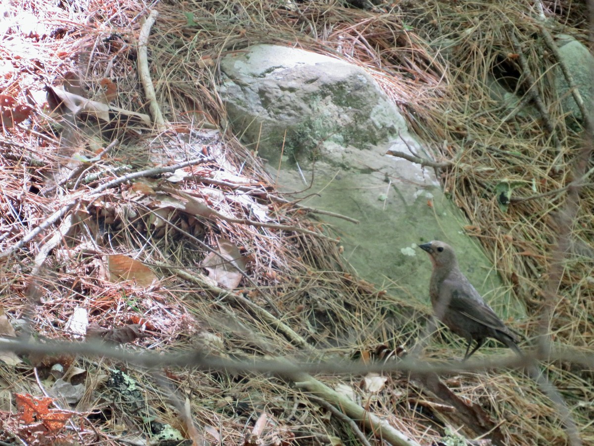 Brown-headed Cowbird - ML620273668