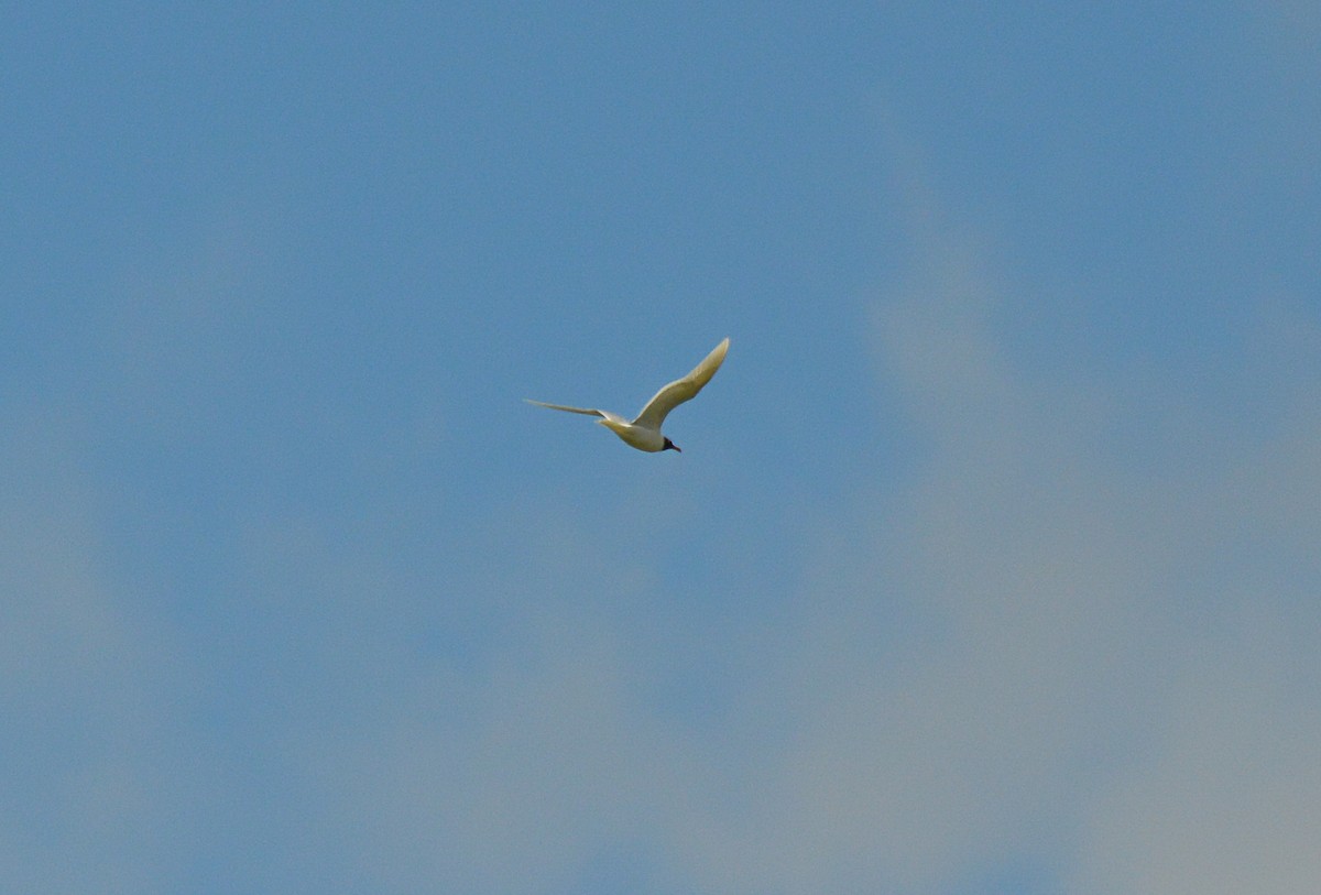 Mediterranean Gull - ML620273673