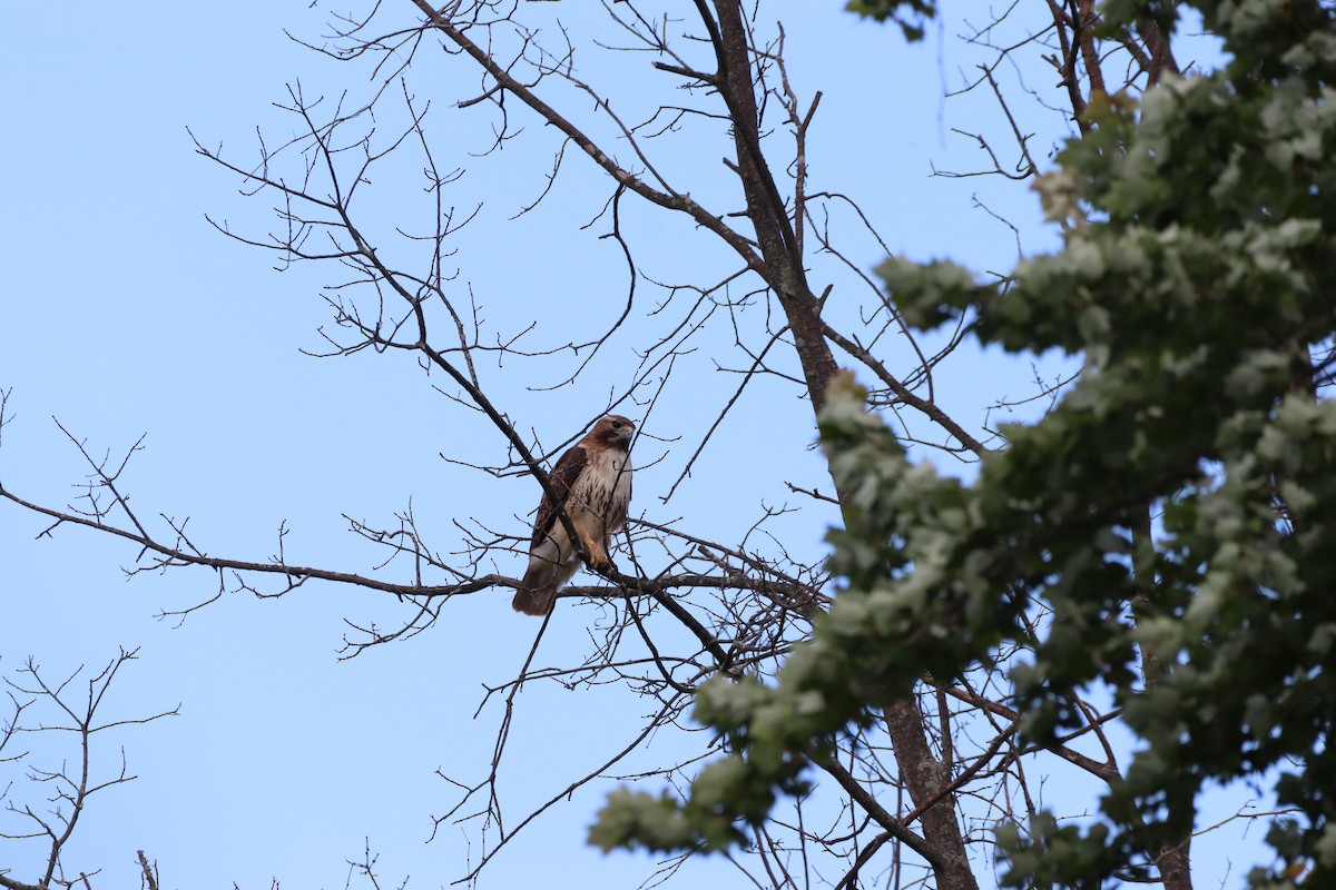 Red-tailed Hawk - ML620273676