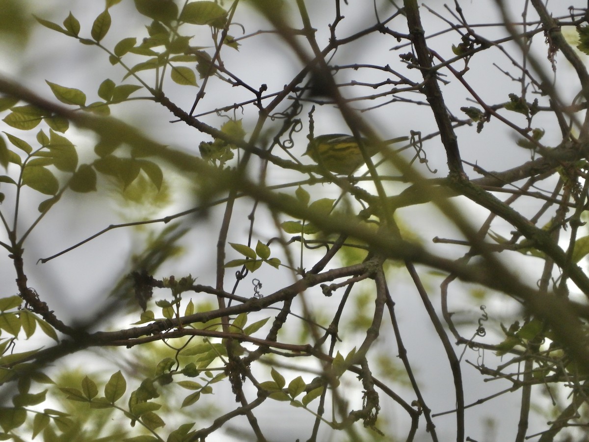 Magnolia Warbler - ML620273682