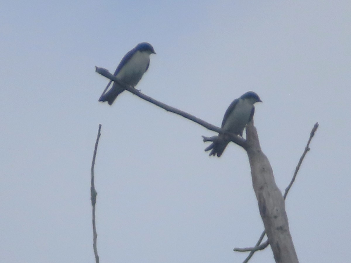 Tree Swallow - ML620273700