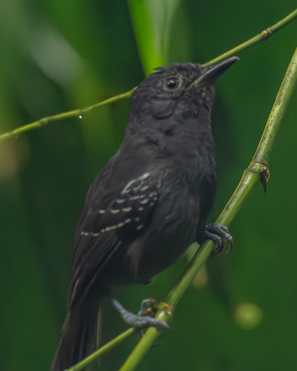 Dusky Antbird - ML620273723