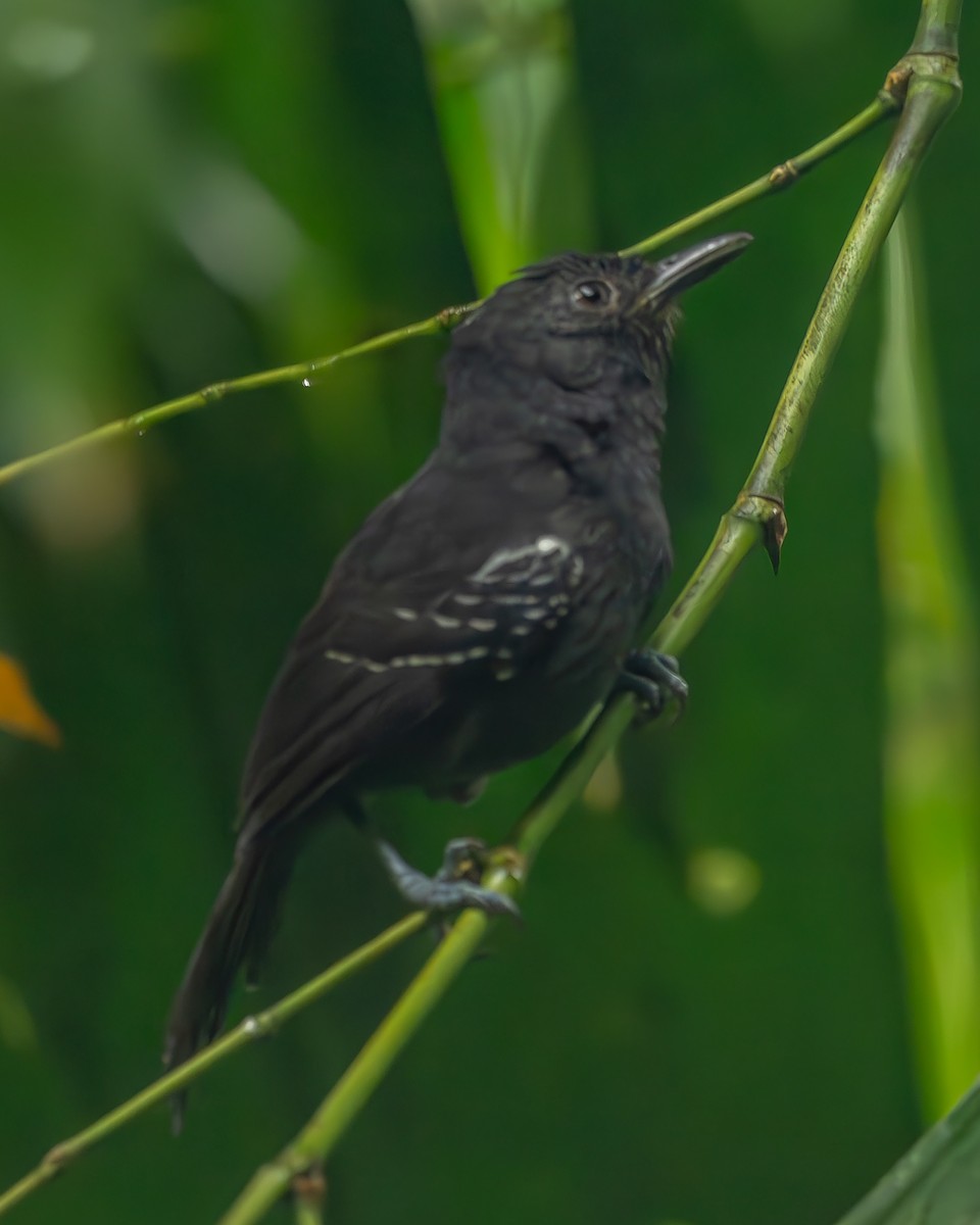 Dusky Antbird - ML620273724