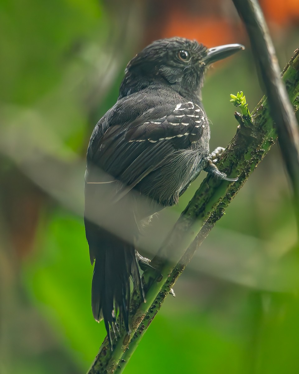 Dusky Antbird - ML620273725