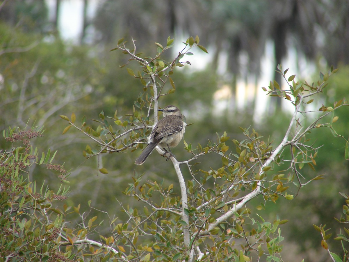 Chalk-browed Mockingbird - ML620273727