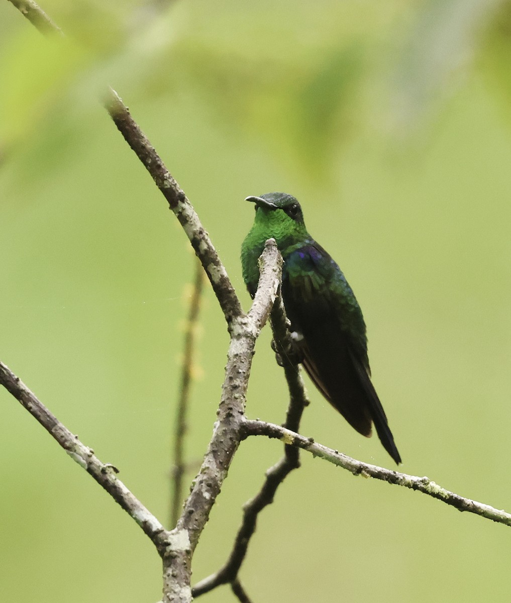 Zafiro Golondrina - ML620273739