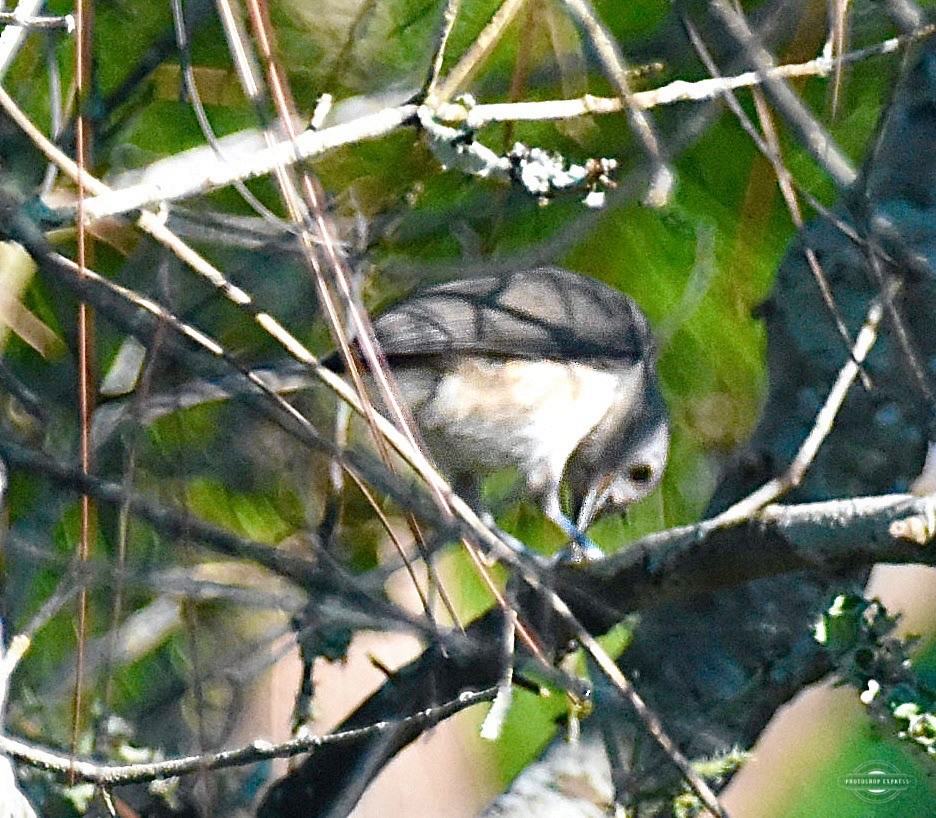 Tufted Titmouse - ML620273749