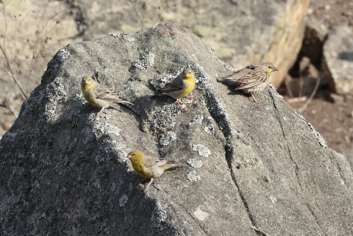 Raimondi's Yellow-Finch - ML620273751