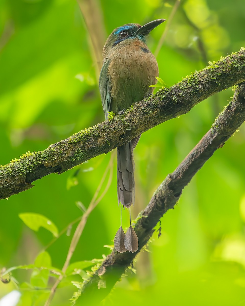 Motmot à bec caréné - ML620273758