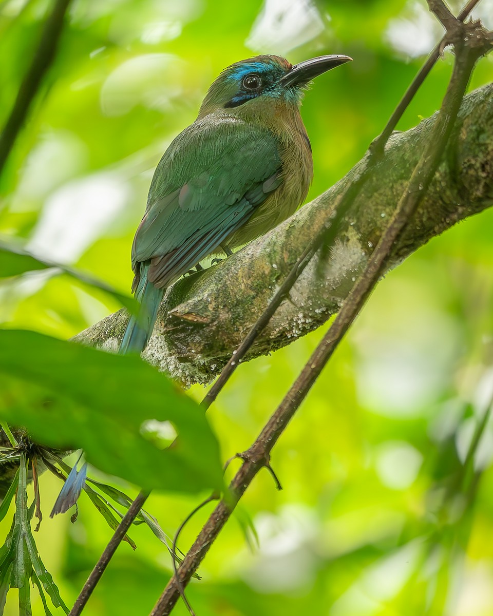 Keel-billed Motmot - ML620273761