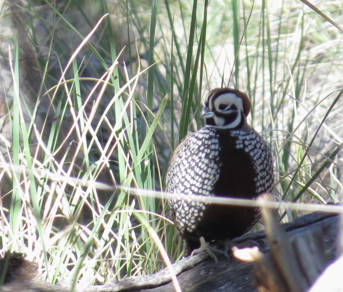 Montezuma Quail - ML620273764