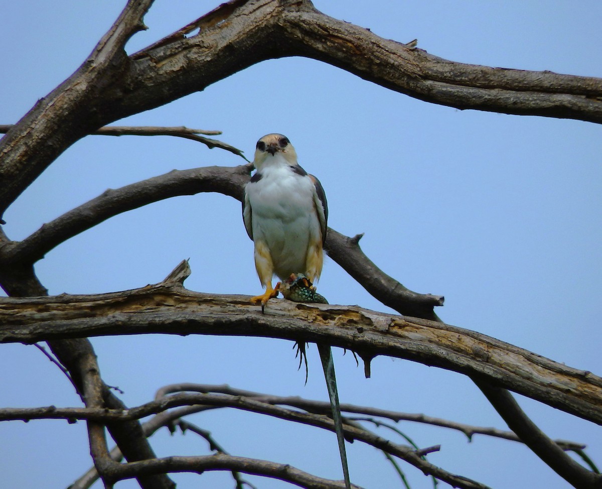 Pearl Kite - ML620273770