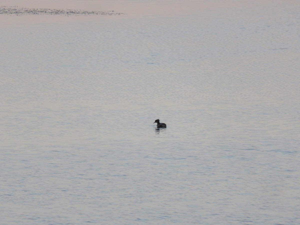 Hooded Merganser - ML620273772