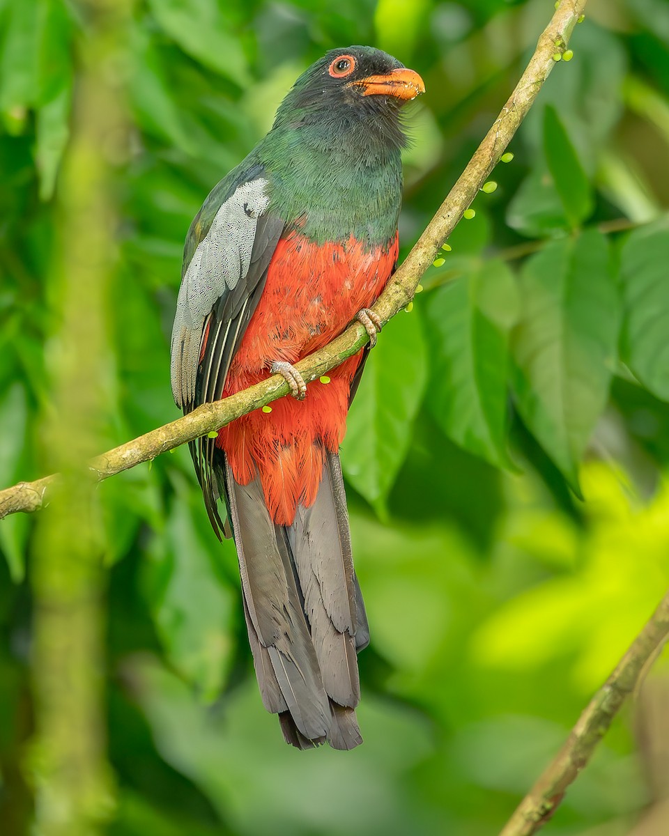 oransjenebbtrogon - ML620273774