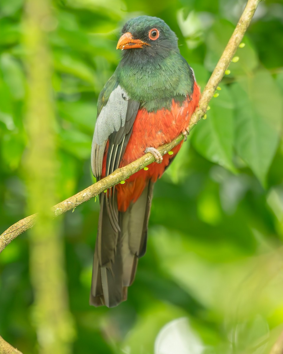 oransjenebbtrogon - ML620273776