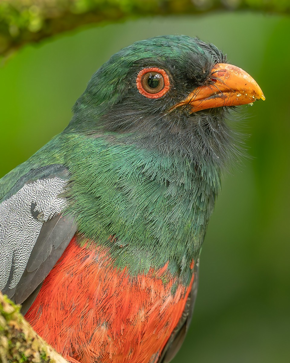 Gri Kuyruklu Trogon - ML620273777