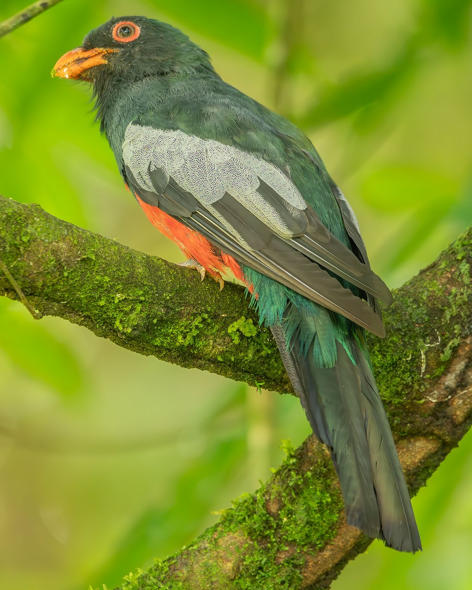 Slaty-tailed Trogon - Ricardo Rojas Arguedas