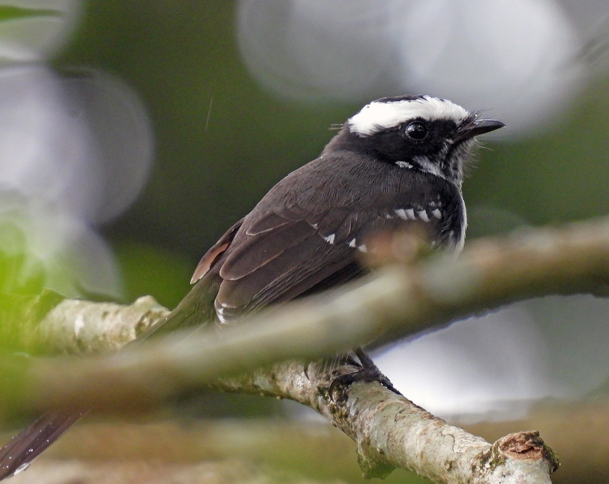 White-browed Fantail - ML620273782