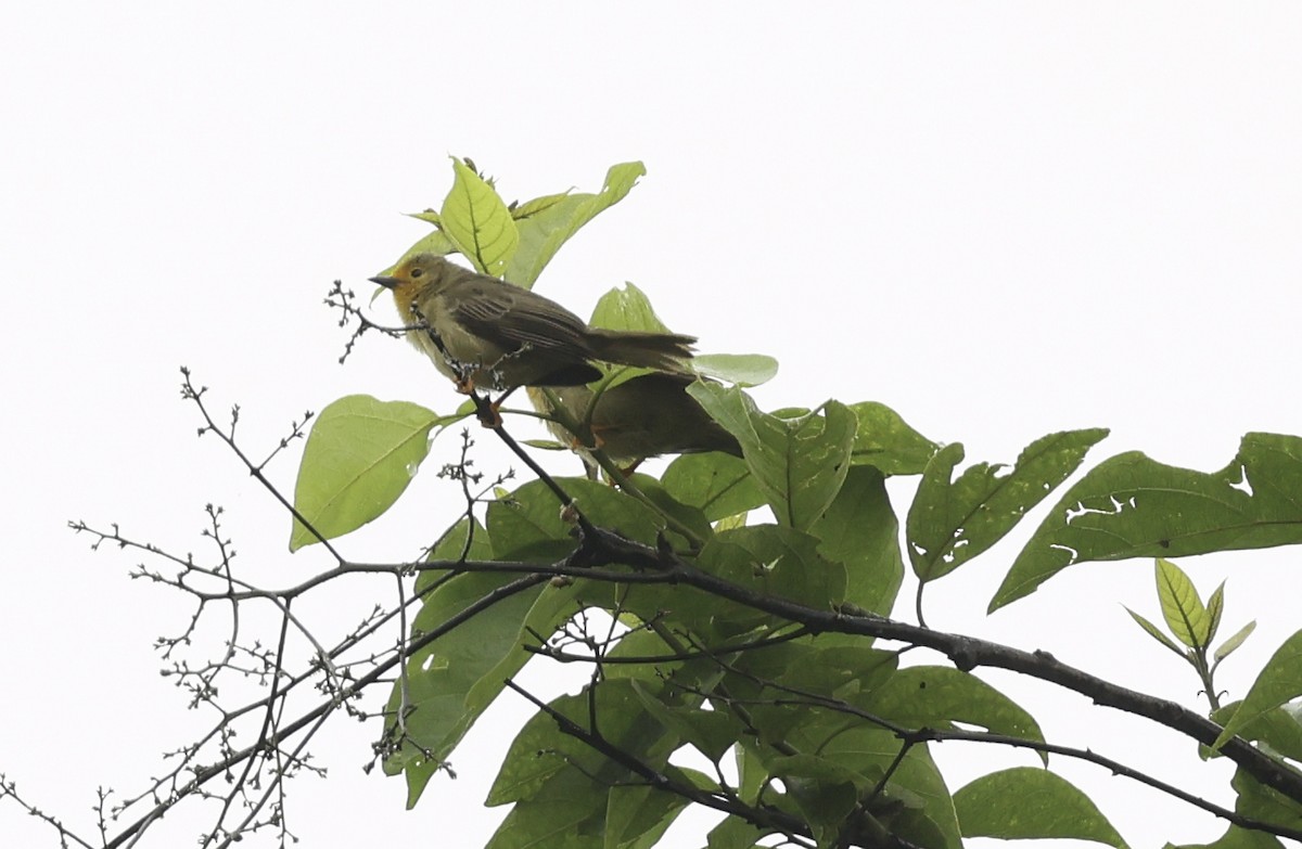 Orange-fronted Plushcrown - ML620273783