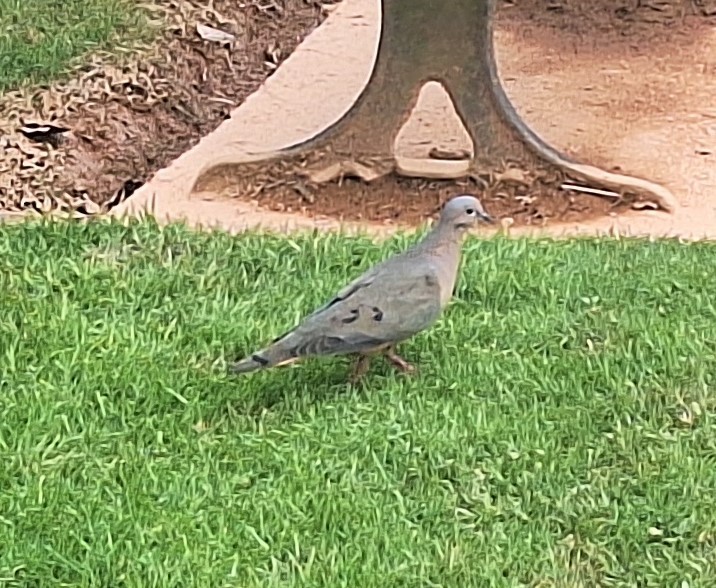 Eared Dove - ML620273787