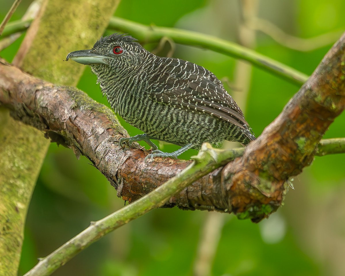 Fasciated Antshrike - Ricardo Rojas Arguedas