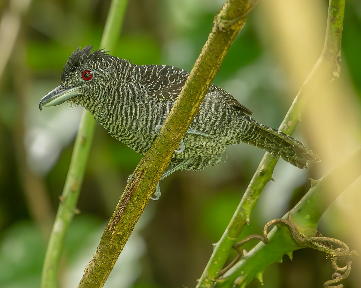 Fasciated Antshrike - ML620273804