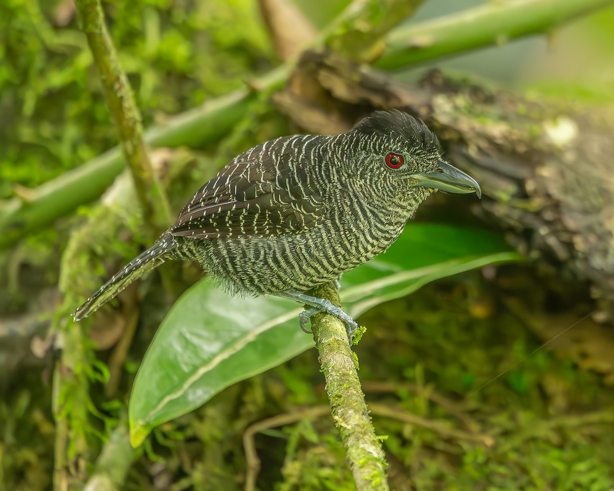 Fasciated Antshrike - ML620273808