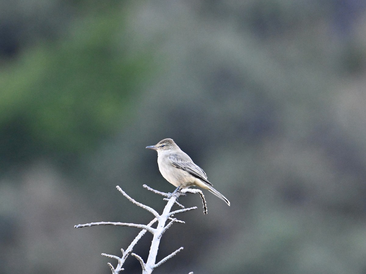 Gray-bellied Shrike-Tyrant - ML620273810