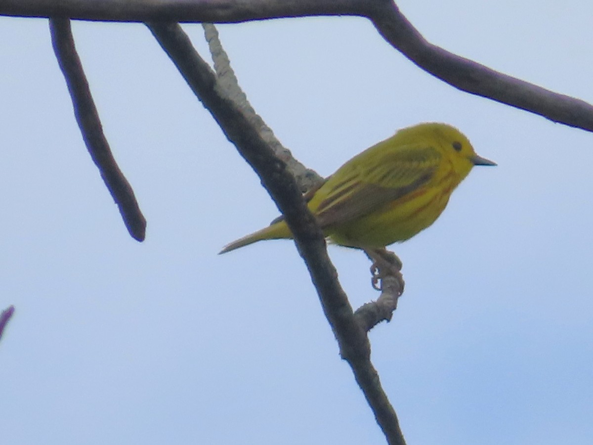 Yellow Warbler - ML620273816