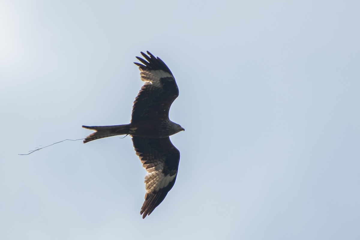 Red Kite (Red) - ML620273820