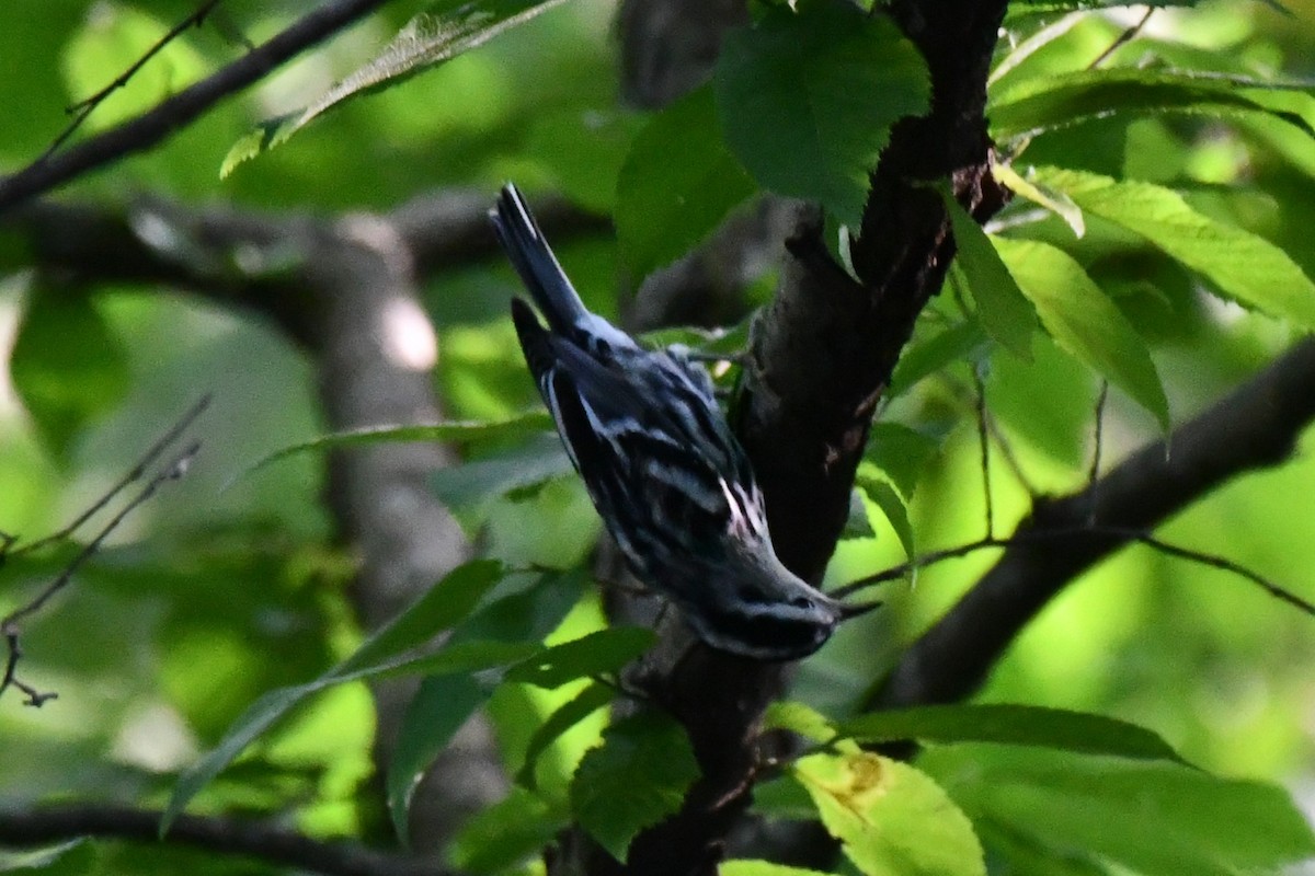 Black-and-white Warbler - ML620273822