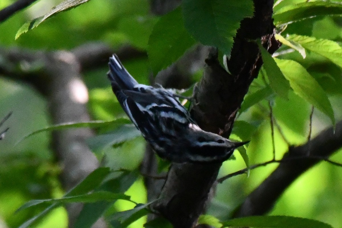 Black-and-white Warbler - ML620273823