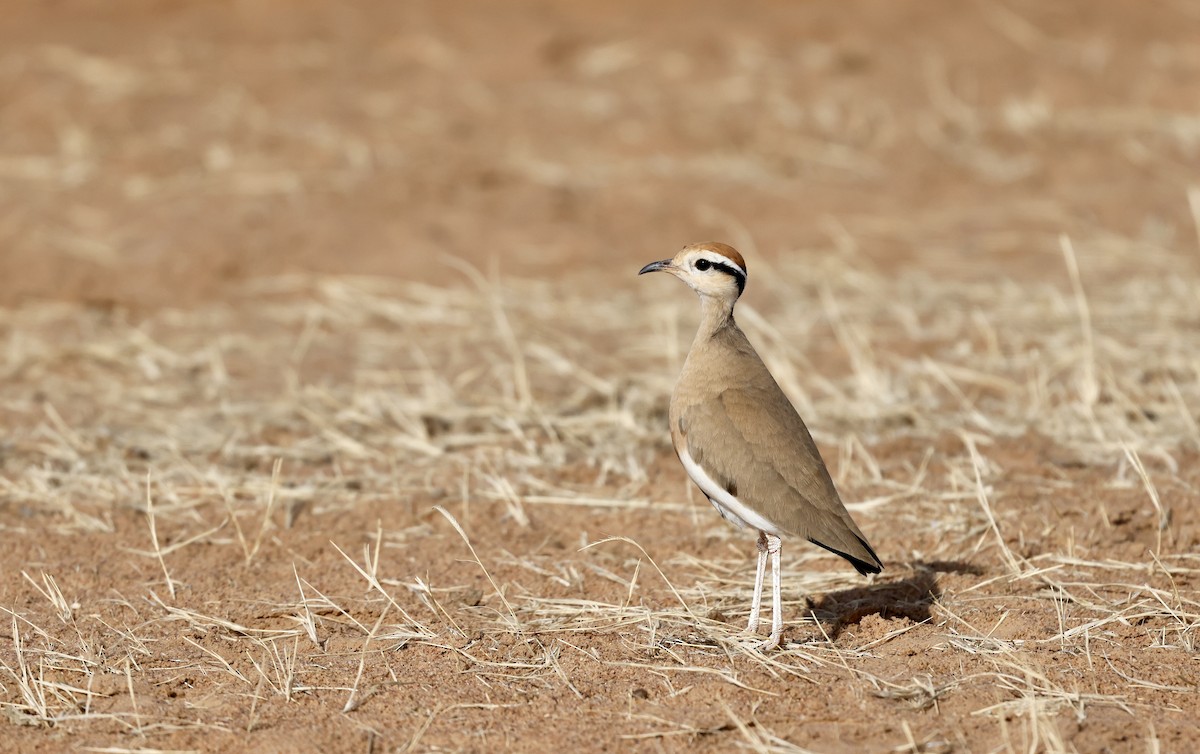 Temminck's Courser - ML620273831