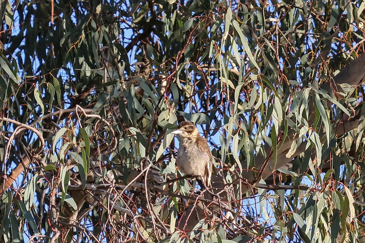 Gray Butcherbird - ML620273835