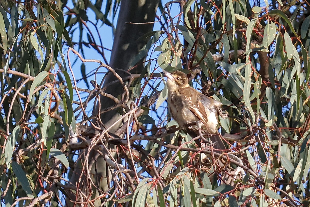 Gray Butcherbird - ML620273837