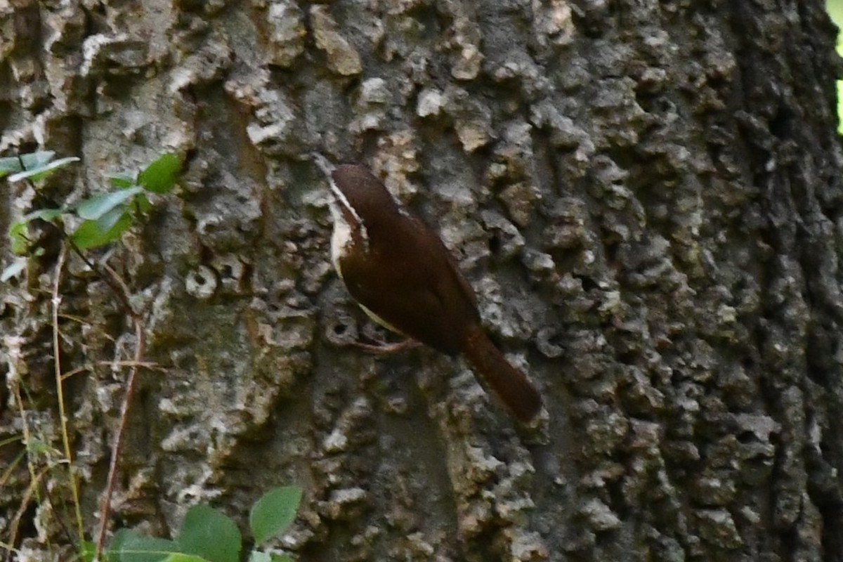 Carolina Wren - ML620273839