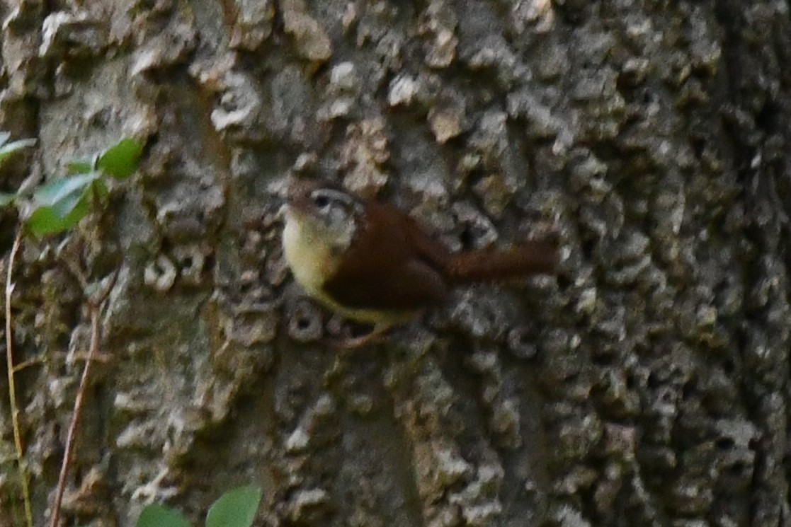 Carolina Wren - ML620273840