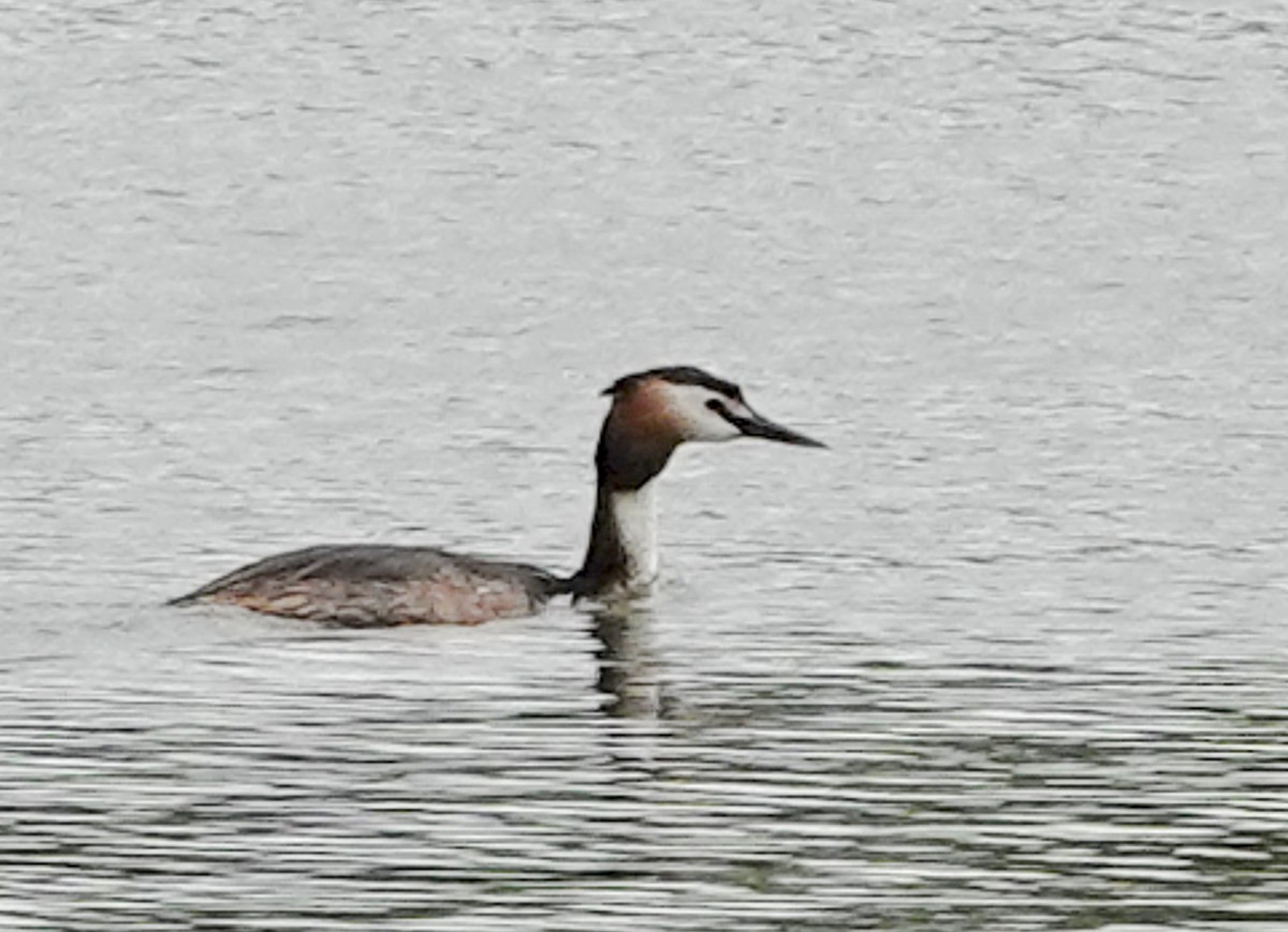 Great Crested Grebe - ML620273842