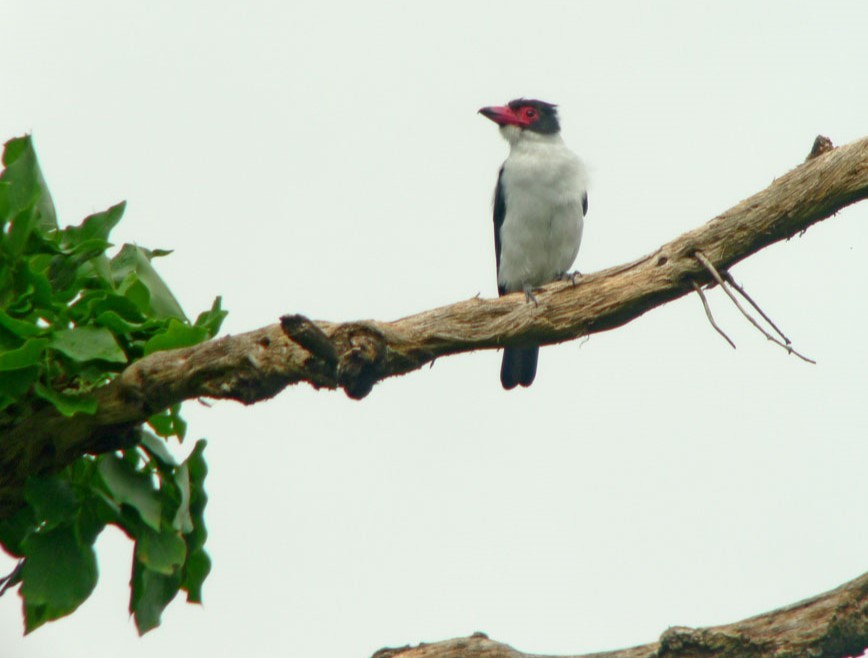 Black-tailed Tityra - ML620273843