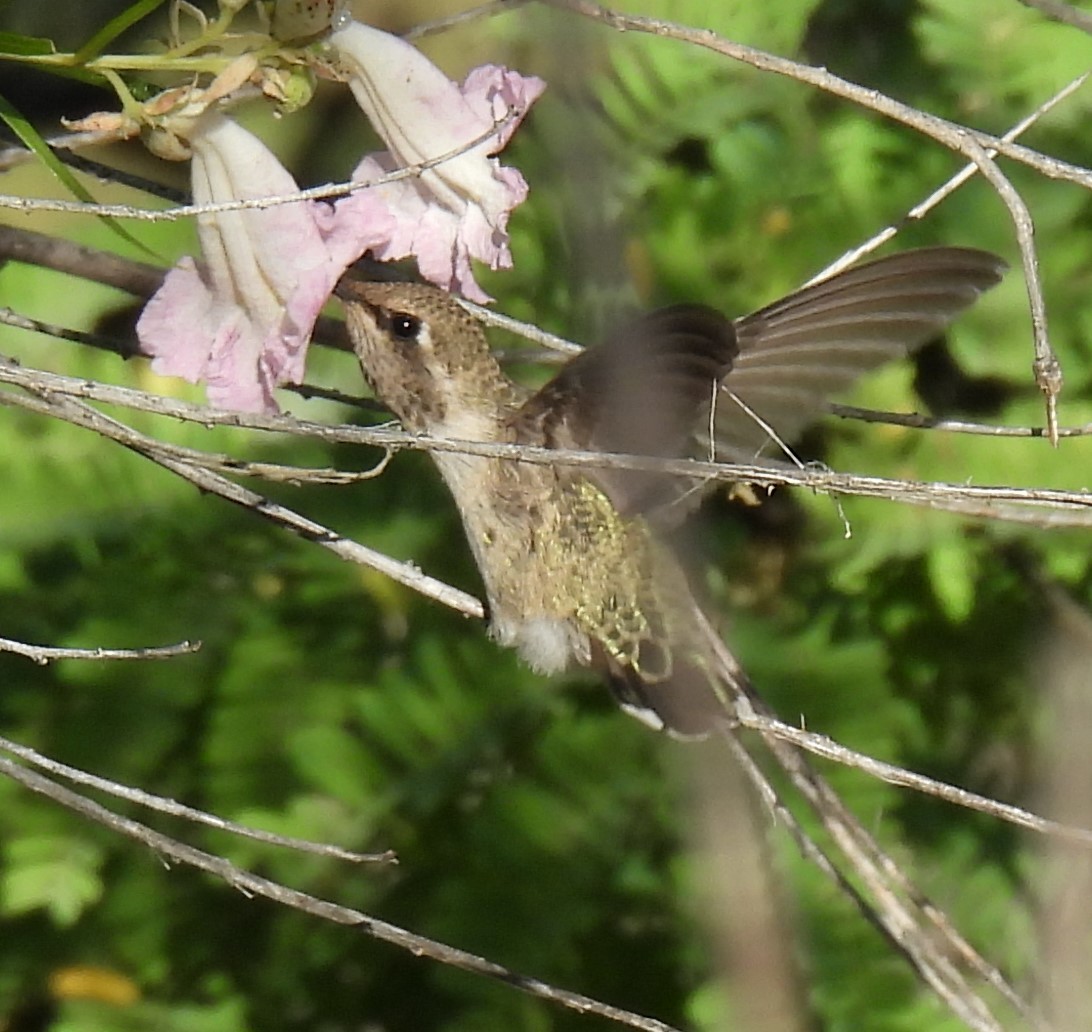 rødmaskekolibri - ML620273844