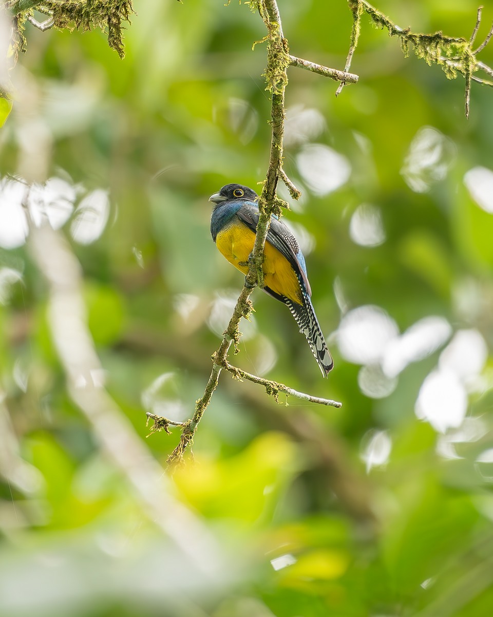 trogon podvazkový - ML620273851