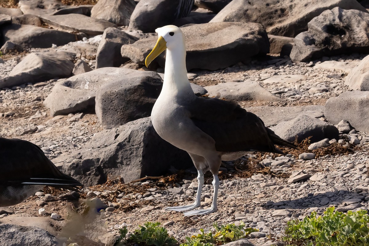 Albatros de Galápagos - ML620273853